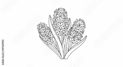 Detailed line drawing of three blooming hyacinth flower clusters