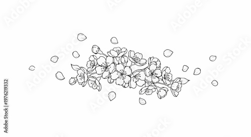 Delicate blooming branch with scattered petals