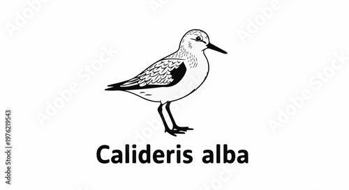 Black and white illustration of a sandpiper bird and its scientific name