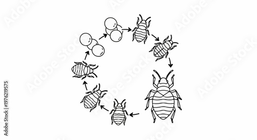 Diagram illustrating insect metamorphosis from eggs to adult