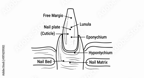 Diagram illustrating human nail anatomy with labeled parts