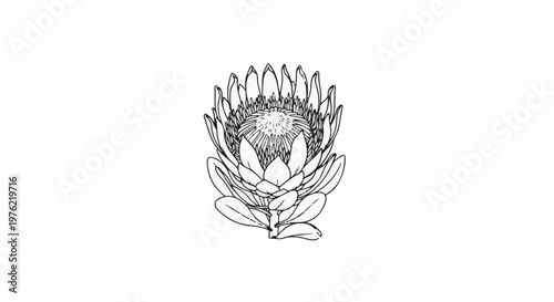Delicate line art of a single, open king protea flower with detailed petals