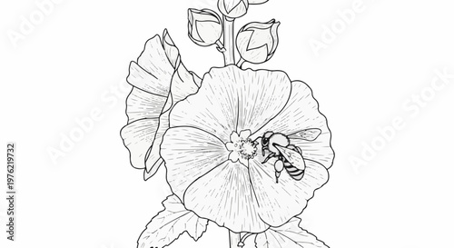 Delicate line drawing of a bee collecting nectar from a large hollyhock flower