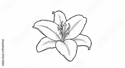 Delicate line drawing of a blooming lily flower with six petals and visible stamens