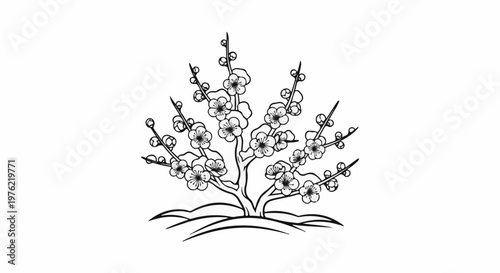 Delicate line drawing of a blooming plum tree with multiple blossoms