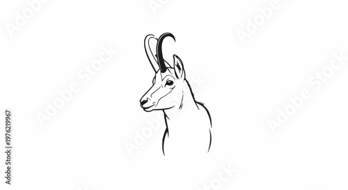 Black and white sketch of a chamois head and neck