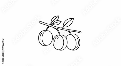 Black and white illustration of three plums on a branch with leaves