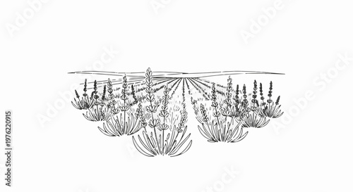 Black and white sketch of a field of lavender flowers stretching to the horizon