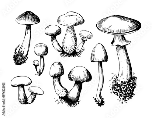 Collection of hand drawn black and white mushroom a white background fungi nature