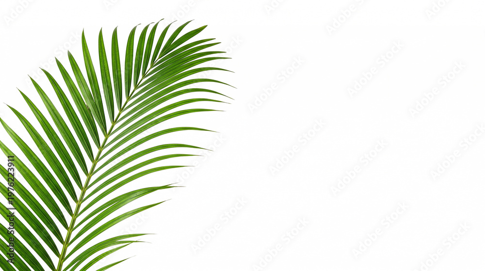 Fototapeta premium Vibrant green Areca palm leaf on white background with copy space. Minimalist botanical studio shot with elegant frond and large area for text. High-quality realistic texture
