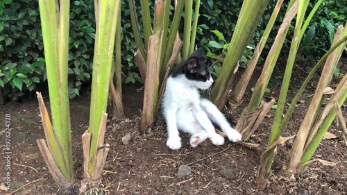 A black and white kitten sits comfortably among tall plant stalks in a garden setting.
