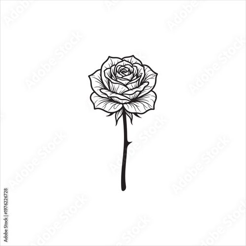 rose on white background