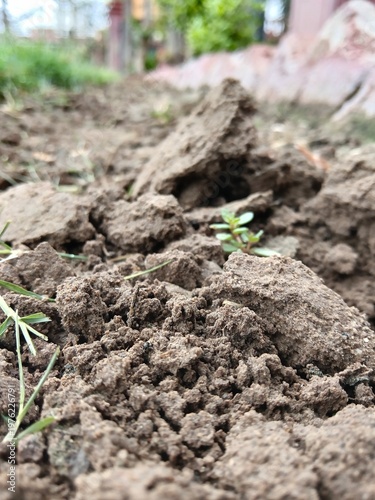 New Growth in Textured Soil.