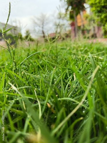 Morning Dew on Fresh Grass.