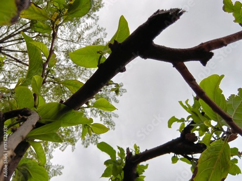 Fresh Spring Leaves on Dark Branches.