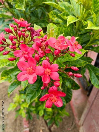 Radiant Pink Blossom Cluster.