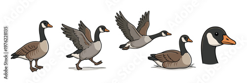 Canada geese illustrations in various poses and actions including standing, running, flying, and resting, depicted in a charming cartoon style.