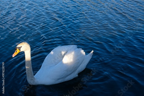 Wallpaper Mural A white swan swims on the rippled surface of a lake in bright sunlight. Torontodigital.ca