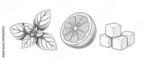 Hand drawn mint leaves lemon slice and sugar cubes