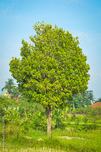Green Tree in Rice Field Under Blue Sky