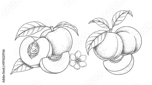 Vintage of ripe peaches with leaves and a flower fruit botanical leaf