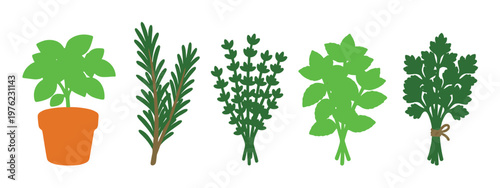 Fresh culinary herbs including basil rosemary thyme mint and parsley arranged in a vibrant collection for cooking and healthy eating.