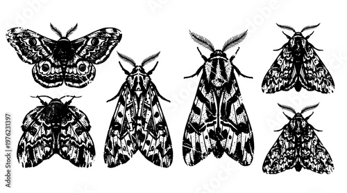 Black and white vector illustration of six different moths