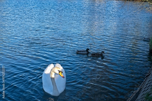 Wallpaper Mural A mute swan swimming on the surface of a water body in natural lighting. Torontodigital.ca