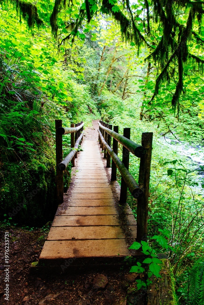 Fototapeta premium Beautiful scenery of an amazing wild forest with breathtaking greenery