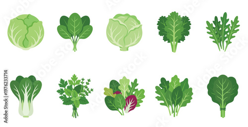 Fresh green leafy vegetables and herbs collection displaying a diverse range of nutritious produce, ideal for healthy eating concepts.