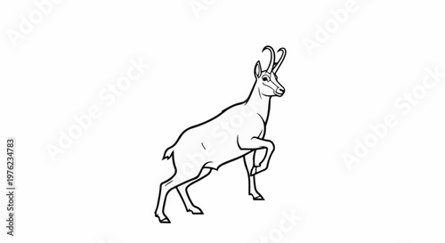 Line art drawing of a chamois leaping on a white background