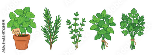 Vibrant collection of fresh culinary herbs is beautifully illustrated, featuring basil in a pot, rosemary, thyme, mint, and parsley.