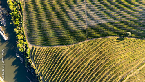 Aerial view of cultivated fields, vineyards and douro river