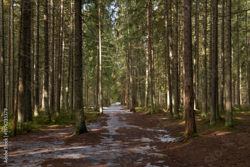 An alley in a spruce forest on a sunny March day. The historic park of the Reno villa Reno. The Komarovsky Bereg eco-trail. The resort district of Saint Petersburg. Russia