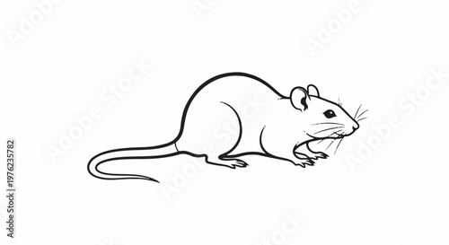 Line art illustration of a small rodent with a long tail, alert eyes, and whiskers