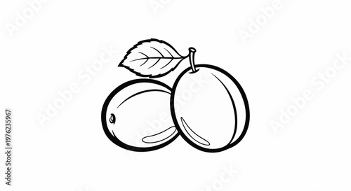 Line art illustration of two ripe fruits with a single leaf