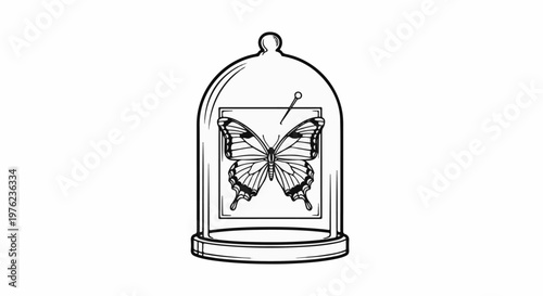 Line art of a pinned butterfly under a glass dome