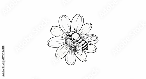 Line art of a striped bee on a daisy collecting pollen