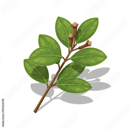 A sprig of green clove leaves with unopened flower buds.