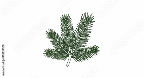 Hand-drawn illustration of evergreen branch with needles