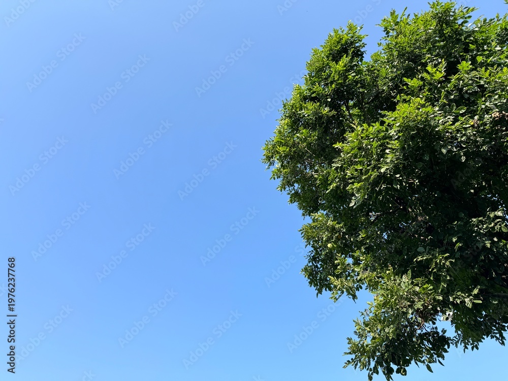 Fototapeta premium A bright blue sky background in a tropical landscape with lush green trees on the right.
