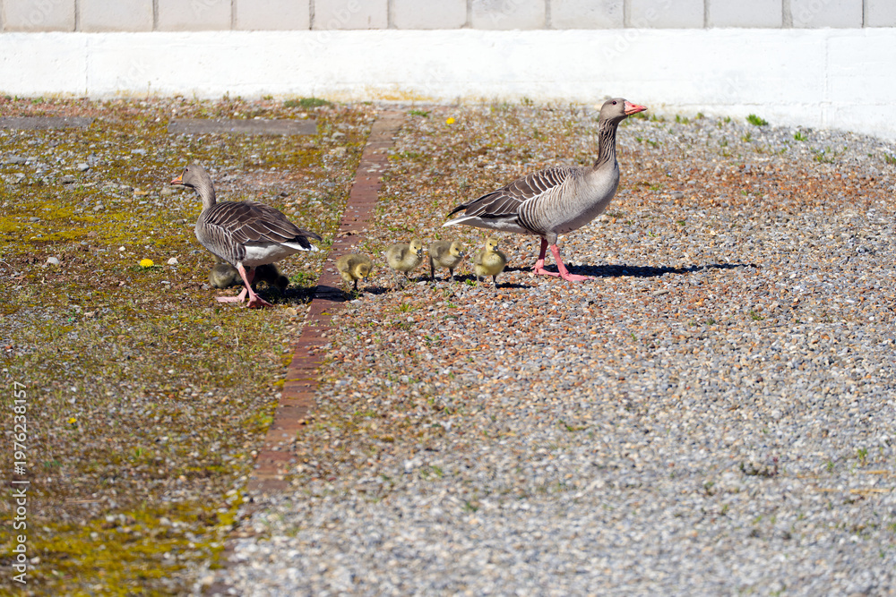 Fototapeta premium Gray goose family with chicks outdoors at Swiss Villages of Wangen and Lachen on a sunny spring day. Photo taken April 7th, 2026, Wangen-Lachen, Canton of Schwyz, Switzerland.