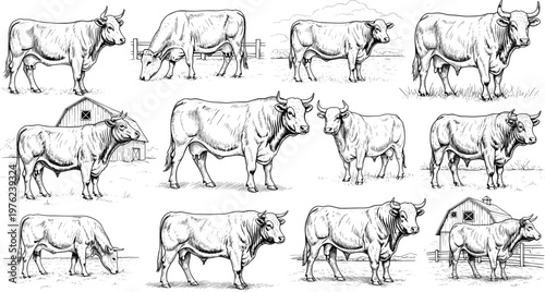 Vintage Hand-Drawn Cow Illustrations Set with Farm Animals and Barns in Black and White Style