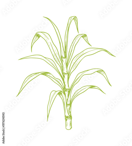Green line of a sugarcane plant with long leaves botanical