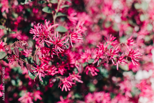 Beautiful pink flowers of Chinese fringe-bush (Loropetalum chinense) in a garden.