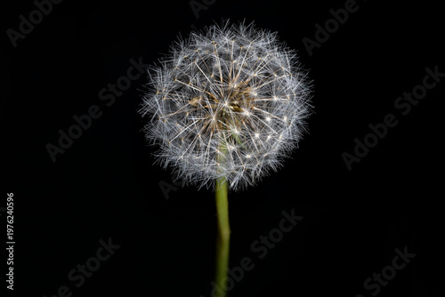 Close-up of a dandelion with seeds ready to fly, carried by the wind, on a black background