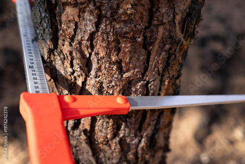 Canvas Print Close Up of Dendrometer Measuring Tree Circumference The Concept of Scientific F