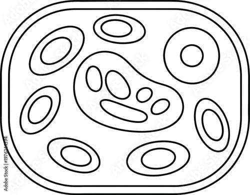 Line-art plant cell diagram rounded rectangle with nucleus