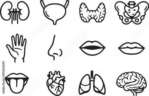 Medical organs line art silhouette icon set. silhouette vector pictograms of anatomy, body part, kidney, bladder, thyroid, pelvis, hand, nose, mouth, tongue, thin linear