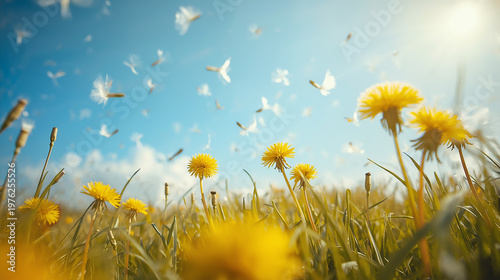 A fantastical spring scene of yellow dandelions and their fluffy seeds bathed in sunlight 